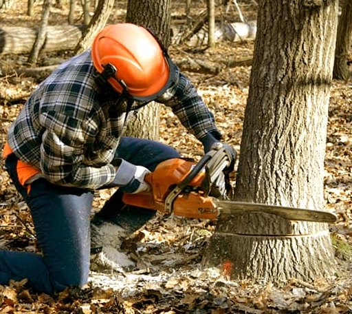 Tree Removal in Bath, ME